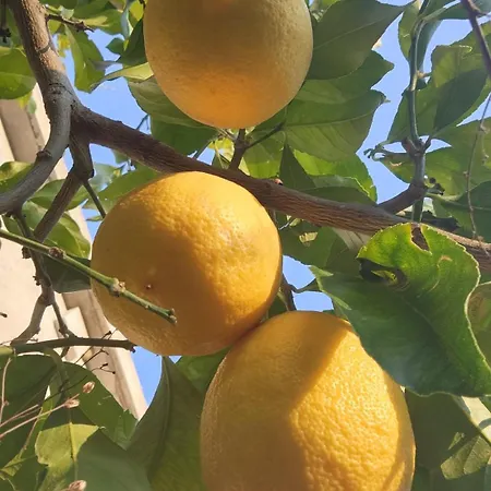 In * Polican (Berat)