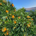 In Polican (Berat)