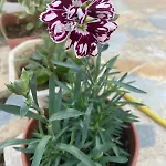 In Kwatera prywatna Polican (Berat)