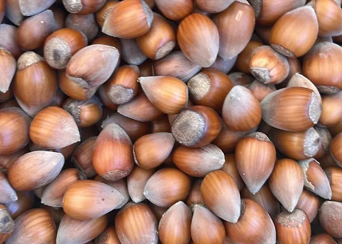 民宿 In Polican (Berat)